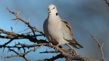 Cape kaplumbağa güvercini (Streptopelia capicola) Güney Afrika 'da Kalahari Çölü' nde bir dala tünemiştir.
