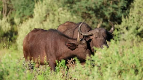African Buffaloes Syncerus Caffer Natural Habitat Mokala National Park South — Video
