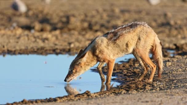 Kara Sırtlı Çakal Canis Mesomelas Içme Kalahari Çölü Güney Afrika — Stok video