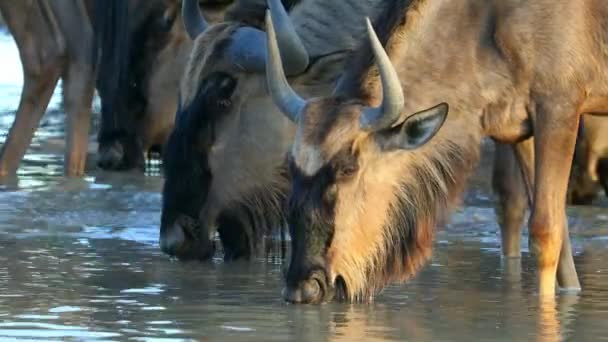 Portret Dzikiej Zwierzyny Connochaetes Taurinus Woda Pitna Pustynia Kalahari Republika — Wideo stockowe