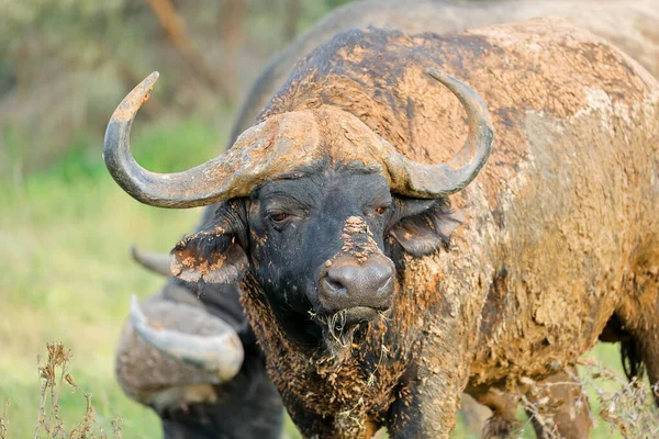 Retrato Búfalo Africano Syncerus Caffer Coberto Lama Parque Nacional Mokala — Fotografia de Stock