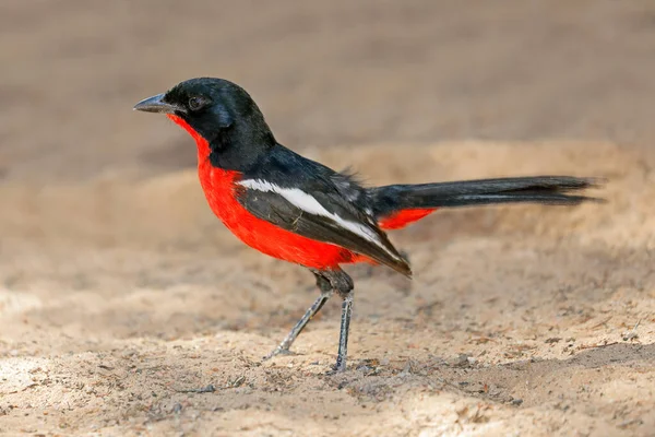多彩深红色胸伯劳鸟 Atrococcineus 喀拉哈里沙漠 — 图库照片