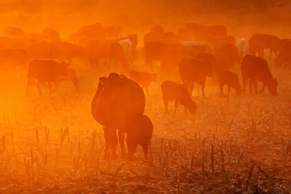 南アフリカの日没時にほこりの多いフィールドを歩くフリーレンジの牛のシルエット — ストック写真