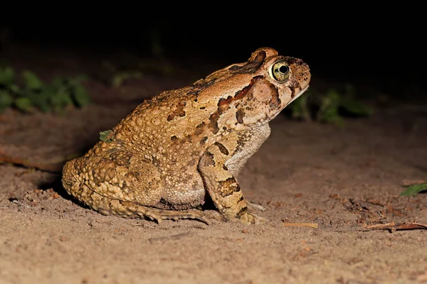 Nocturnal Guttural Toad Amietophrynus Gutturalis Foraging South Africa — Stock Photo, Image