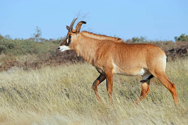 Rzadkie Roan Antelope Hippotragus Equinus Naturalnym Środowisku Republika Południowej Afryki — Zdjęcie stockowe