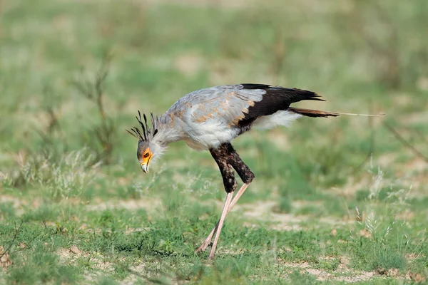 Een Secretaresse Vogel Boogschutter Serpentarius Jagen Natuurlijke Habitat Zuid Afrika — Stockfoto