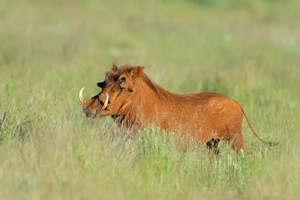 Warthog Phacochoerus Africanus Přírodním Prostředí Národní Park Mokala Jihoafrická Republika — Stock fotografie