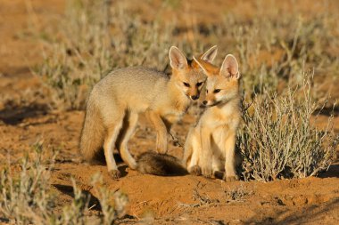 Sabahın erken saatlerinde Cape Foxes (Vulpes chama), Kalahari Çölü, Güney Afrika