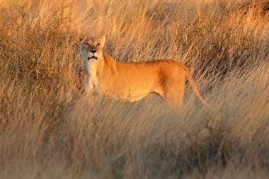 Günbatımında kuru otlaklarda, Güney Afrika 'daki Kalahari Çölü' nde alarmda bir dişi aslan (Panthera leo)