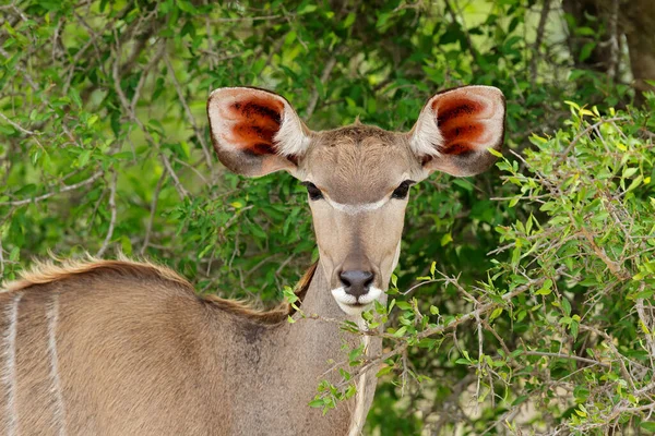 Porträtt Kvinnlig Kudu Antilop Tragelaphus Strepsiceros Kruger Nationalpark Sydafrika — Stockfoto