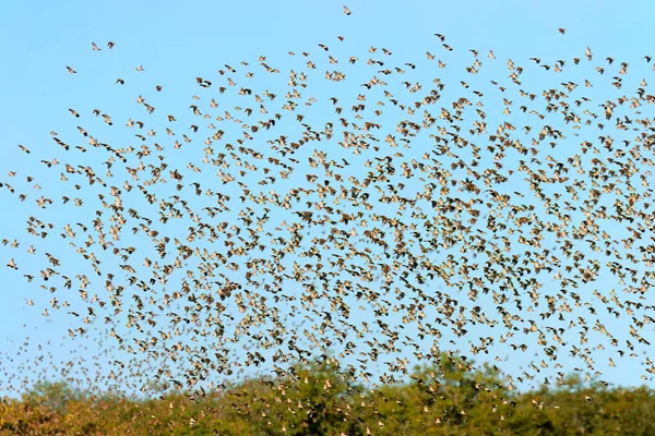 Grande Rebanho Aves Quelea Bico Vermelho Quelea Quelea Voando Parque — Fotografia de Stock
