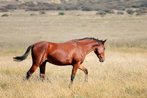 Een Vrijloop Paard Wandelen Open Grasland Zuid Afrika — Stockfoto