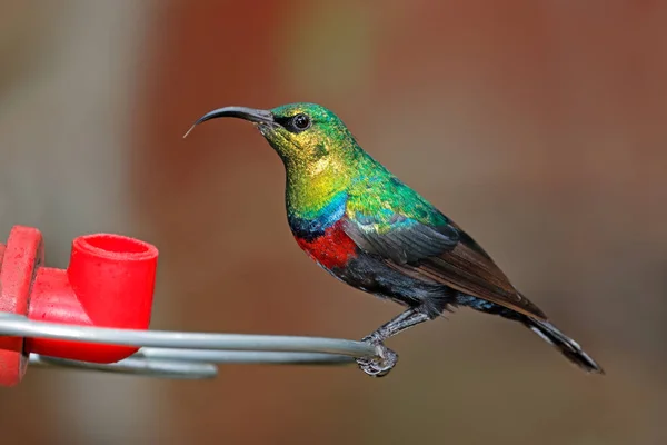Colorido Macho Marico Sunbird Cinnyris Mariquensis Encaramado Comedero Sudáfrica —  Fotos de Stock