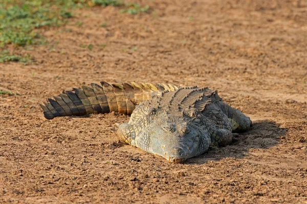 Nile Crocodile Crocodylus Niloticus Basking Kruger National Park África Sul — Fotografia de Stock