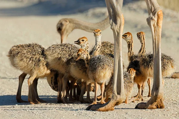 Cría Pequeños Pollitos Avestruz Struthio Camelus Hábitat Natural Desierto Kalahari —  Fotos de Stock