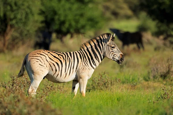南非莫卡拉国家公园天然栖息地的斑马 Equus Burchelli — 图库照片