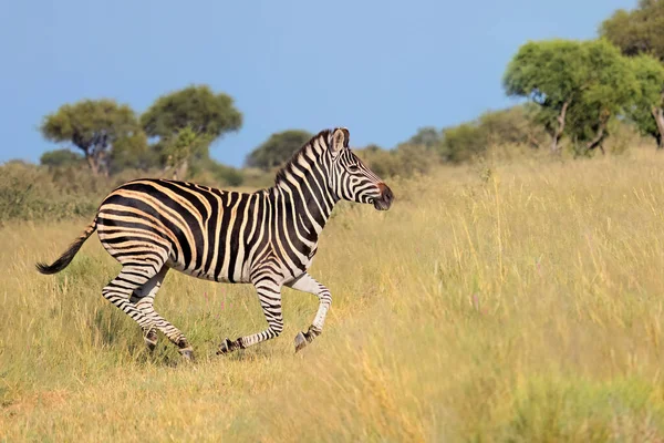 Równina Zebra Equus Burchelli Biegająca Łąkach Republika Południowej Afryki — Zdjęcie stockowe