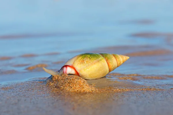 Plough Snail Bulliua Digitalis Art Havs Snigel Stranden Sydafrika — Stockfoto