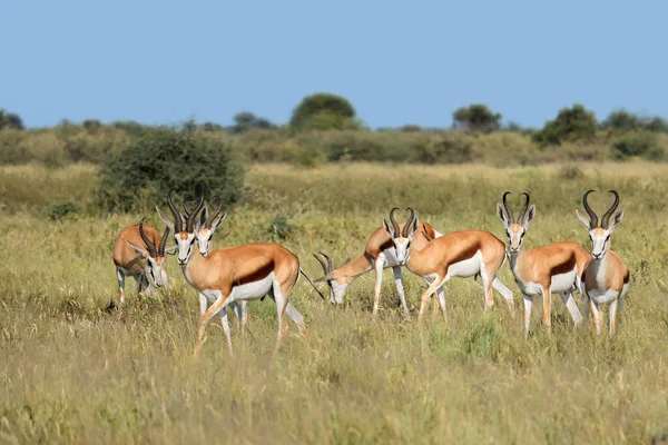 Antylopy Springbok Antidorcas Marsupialis Środowisku Naturalnym Republika Południowej Afryki — Zdjęcie stockowe