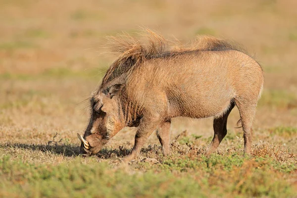 Ein Warzenschwein Phacochoerus Africanus Ernährt Sich Natürlichem Lebensraum Addo Elephant — Stockfoto