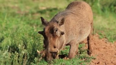 Doğal yaşam alanında beslenen bir yaban domuzu (Phacochoerus africanus), Mokala Ulusal Parkı, Güney Afrika