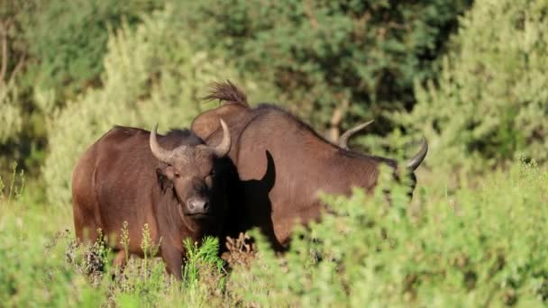 Afrika Bufaloları Syncerus Caffer Doğal Habitat Mokala Ulusal Parkı Güney — Stok video