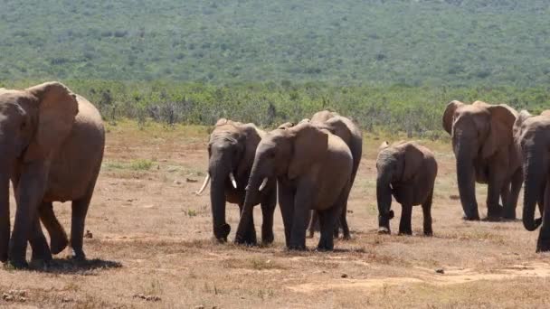 Herd African Elephants Loxodonta Africana Walking Heat Haze Addo Elephant — Stockvideo