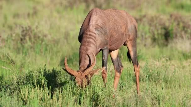Une Antilope Tsessebe Damaliscus Lunatus Nourrissant Dans Habitat Naturel Parc — Video