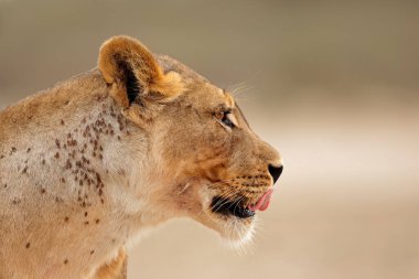 Afrika aslanı portresi (Panthera leo), Kalahari çölü, Güney Afrika
