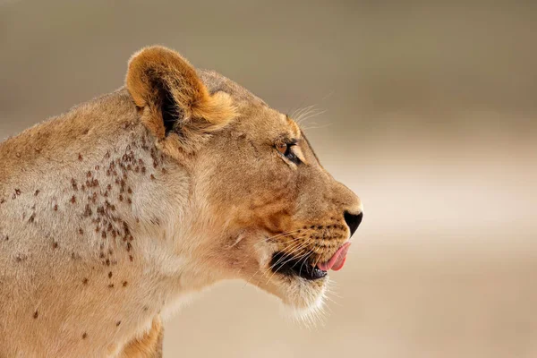Retrato Uma Leoa Africana Panthera Leo Deserto Kalahari África Sul — Fotografia de Stock