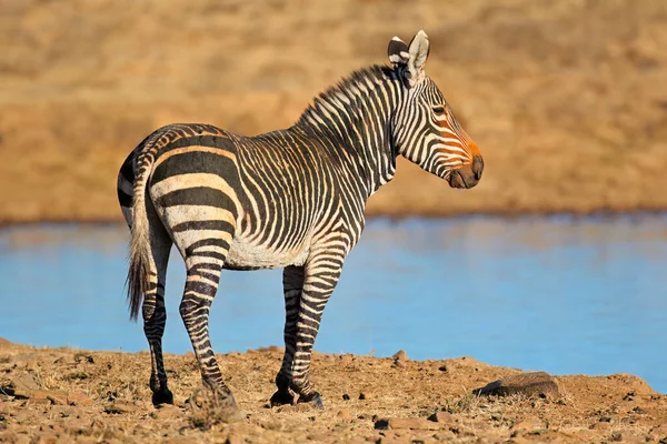 Una Cebra Montaña Del Cabo Equus Zebra Pozo Agua Parque —  Fotos de Stock