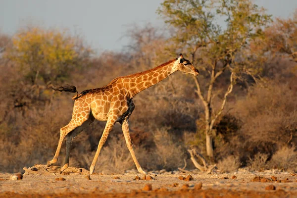 Una Jirafa Giraffa Camelopardalis Corriendo Parque Nacional Etosha Namibia —  Fotos de Stock