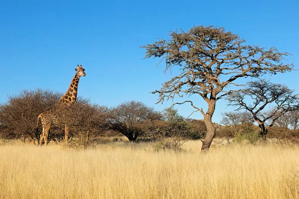 Una Giraffa Giraffa Camelopardalis Habitat Naturale Mokala National Park Sud — Foto Stock