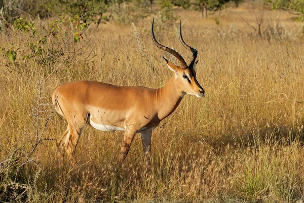 Antílope Impala Cara Negra Macho Aepyceros Melampus Petersi Parque Nacional —  Fotos de Stock
