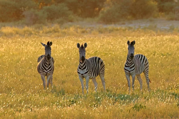 Zebras Das Planícies Equus Burchelli Prados Pôr Sol África Sul — Fotografia de Stock