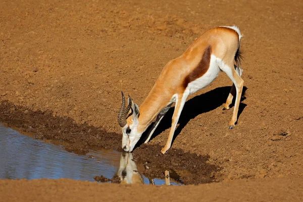 Une Antilope Springbok Antidorcas Marsupialis Buvant Dans Trou Eau Parc — Photo