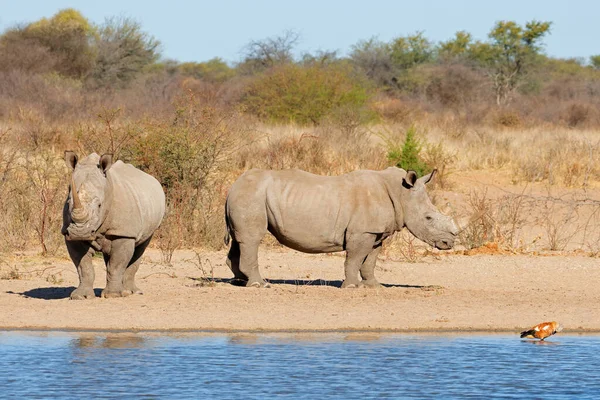 Par Rinocerontes Blancos Ceratotherium Simum Pozo Agua Sudáfrica — Foto de Stock