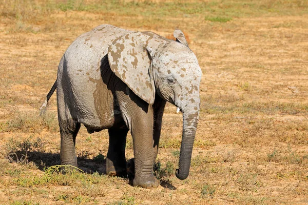 Gajah Muda Afrika Loxodonta Africana Taman Nasional Gajah Addo Afrika — Stok Foto
