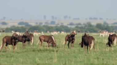 Güney Afrika 'daki otlaklarda siyah antilop sürüsü (Connochaetes gnou)