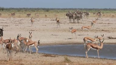 Herd of plains zebras, blue wildebeest and springbok antelopes at a dusty waterhole, Etosha National Park, Namibia