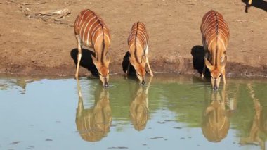 Dişi Nyala antilopları (Tragelaphus angasii) bir su birikintisinde içiyorlar, Mkuze oyun parkı, Güney Afrika