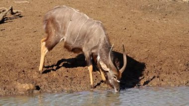 Erkek Nyala antilobu (Tragelaphus angasii) bir su birikintisinde içiyor, Mkuze oyun parkı, Güney Afrika