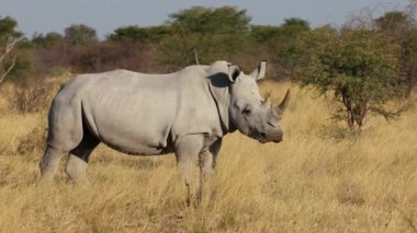 Nesli tükenmekte olan beyaz gergedan (Ceratotherium simum) doğal yaşam alanı, Güney Afrika