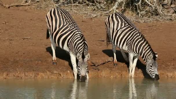 南非Mkuze野生动物保护区 两只草原斑马 Equus Burchelli 在一个水坑里喝水 — 图库视频影像