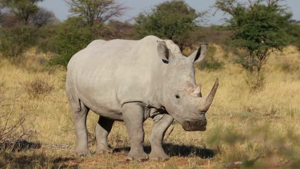 Rinoceronte Blanco Peligro Extinción Ceratotherium Simum Hábitat Natural Sudáfrica — Vídeo de stock