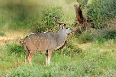 Doğal habitat, Mokala Ulusal Parkı, Güney Afrika 'da erkek kudu antilobu (Tragelaphus strepsiceros)