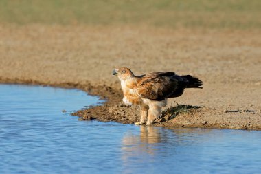 Tawny Eagle (Aquila rapax) içme suyu, Kalahari çölü, Güney Afrika