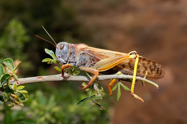 Brązowa Szarańcza Locustana Pardalina Siedząca Gałęzi Republika Południowej Afryki — Zdjęcie stockowe