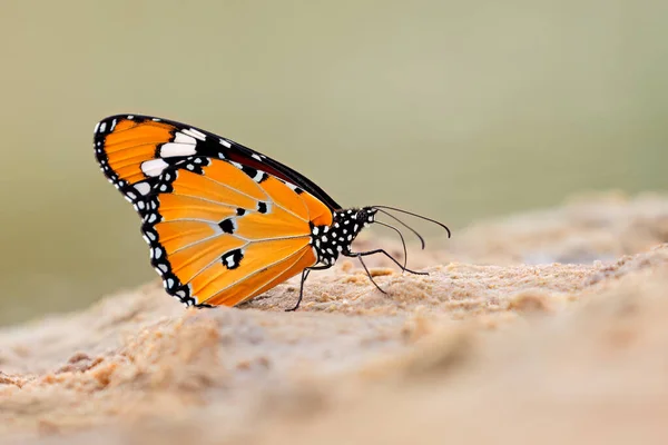 Ein Afrikanischer Monarch Danaus Chrysippus Auf Sand Sitzender Schmetterling Südafrika — Stockfoto