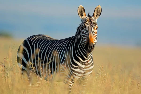 Doğal Habitatta Bir Cape Dağ Zebrası Equus Zebra Zebra Dağı — Stok fotoğraf